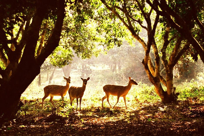 Cuc-Phuong-national-park.jpg