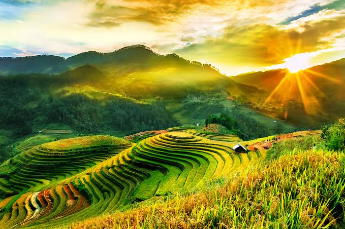 Sapa-rice-field.jpg